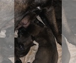 Small Photo #24 Belgian Malinois Puppy For Sale in HARKER HEIGHTS, TX, USA