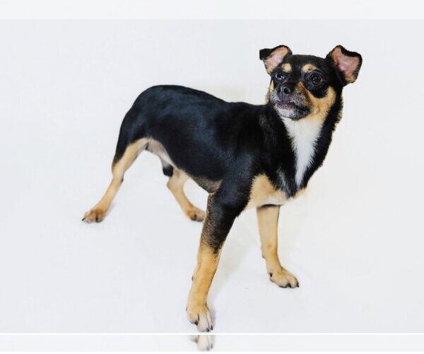 Medium Photo #1 Chihuahua-Unknown Mix Puppy For Sale in York, SC, USA