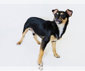 Chihuahua-Unknown Mix Dogs for adoption in York, SC, USA