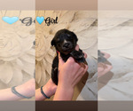 Small #2 Native American Indian Dog-Schnauzer (Giant) Mix