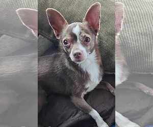 Chihuahua Dogs for adoption in Cuba, NY, USA