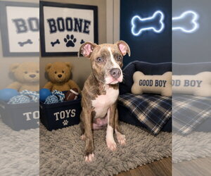 American Pit Bull Terrier-Unknown Mix Dogs for adoption in Ball Ground, GA, USA