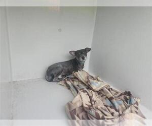 Chihuahua-Unknown Mix Dogs for adoption in Houston, TX, USA