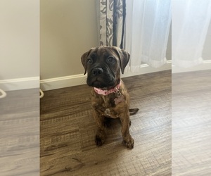 Bullmastiff Puppy for sale in MANCHESTER, NH, USA