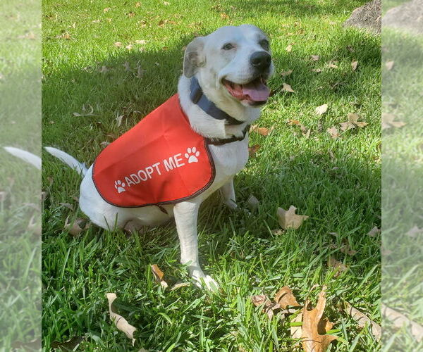 Medium Photo #7 American Pit Bull Terrier-Unknown Mix Puppy For Sale in Brewster, NY, USA