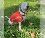 Small #6 American Pit Bull Terrier Mix
