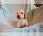 Small Photo #2 Basset Hound Puppy For Sale in PETERSBURG, IN, USA