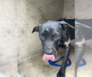 American Pit Bull Terrier Dogs for adoption in West Palm Beach, FL, USA