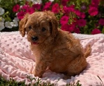 Small Photo #50 Cavapoo Puppy For Sale in GOSHEN, IN, USA