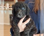Small Photo #6 Goldendoodle Puppy For Sale in MAGNOLIA SQ, FL, USA