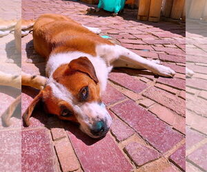 Cleo- ** - Female Mutt Dog for Adoption - Photo #2