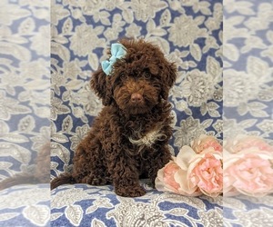 Poodle (Miniature)-Sheepadoodle Mix Puppy for sale in GLEN ROCK, PA, USA