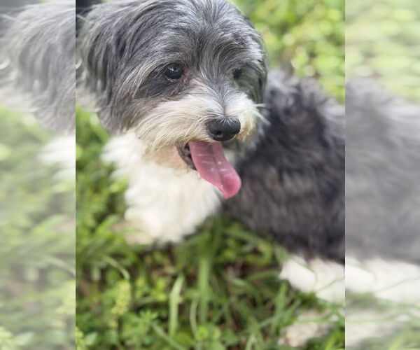 Medium Photo #5 Shih Apso Puppy For Sale in Oakhurst, NJ, USA