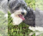 Small #4 Shih Apso