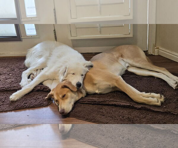 Medium Photo #2 Great Pyrenees Puppy For Sale in MIDWAY, UT, USA