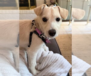 Mutt Dogs for adoption in Mundelein, IL, USA