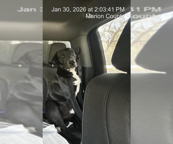 Medium Photo #1 Labrador Retriever-Unknown Mix Puppy For Sale in Ocala, FL, USA