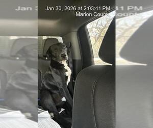 Labrador Retriever Mix Dog for Adoption in Ocala, Florida USA