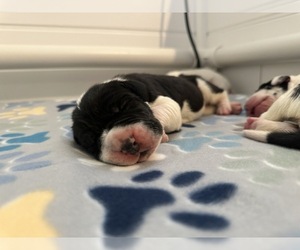 Great Dane Puppy for sale in LOVELAND, CO, USA