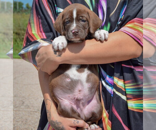 Medium Photo #4 American Bulldog-Chocolate Labrador retriever Mix Puppy For Sale in Huntley, IL, USA