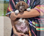 Small #3 American Bulldog-Chocolate Labrador retriever Mix