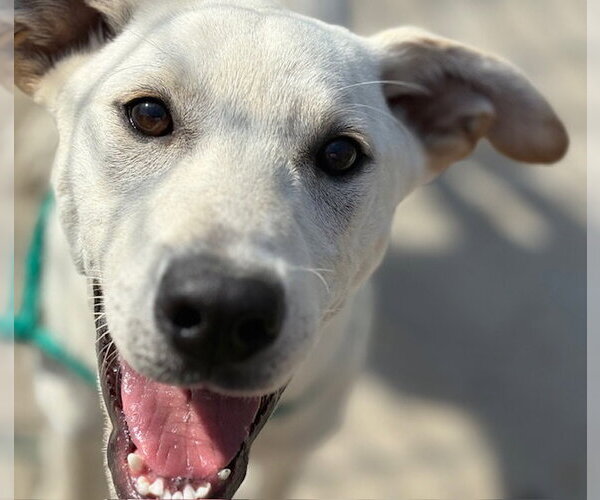 Medium Photo #1 Labrador Retriever-Unknown Mix Puppy For Sale in Tulsa, OK, USA