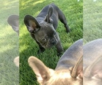 Small Photo #4 French Bulldog Puppy For Sale in CENTENNIAL, CO, USA