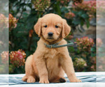 Mindy - Female Golden Retriever Puppy for Sale - Photo #2