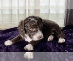 Small Photo #11 Miniature Australian Shepherd-Miniature Bernedoodle Mix Puppy For Sale in BLUE SPRINGS, MO, USA