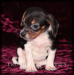 Small Photo #3 Beagle Puppy For Sale in COPPOCK, IA, USA