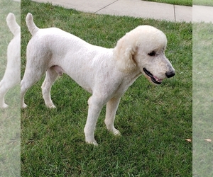 Father of the Goldendoodle-Poodle (Standard) Mix puppies born on 10/11/2021