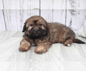 Shih-Poo Puppy for sale in MARIETTA, GA, USA