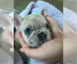 Puppy Mila French Bulldog