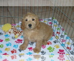 Small Photo #1 Goldendoodle (Miniature) Puppy For Sale in ORO VALLEY, AZ, USA
