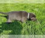 Small Photo #3 Labrador Retriever Puppy For Sale in MC COOK, NE, USA