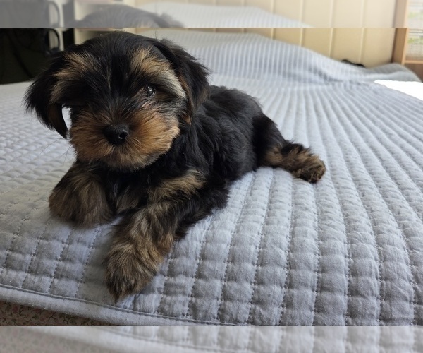 Medium Photo #34 Yorkshire Terrier Puppy For Sale in RHOADESVILLE, VA, USA