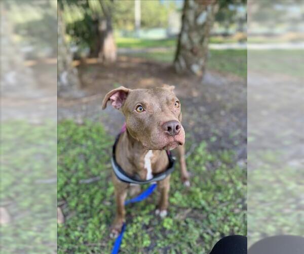Medium Photo #1 American Pit Bull Terrier Puppy For Sale in Vero Beach, FL, USA