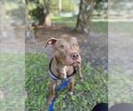 Small American Pit Bull Terrier