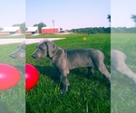 Small Photo #2 Great Dane Puppy For Sale in SHIPSHEWANA, IN, USA