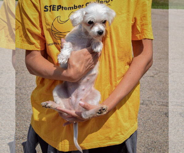 Medium Photo #4 Maltese Puppy For Sale in Huntley, IL, USA