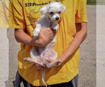 Small #3 Maltese