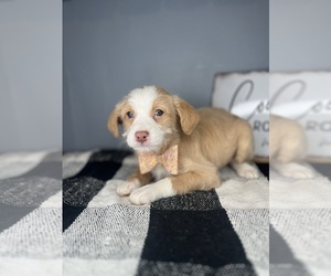 Chi-Poo (Toy) Puppy for sale in INDIANAPOLIS, IN, USA