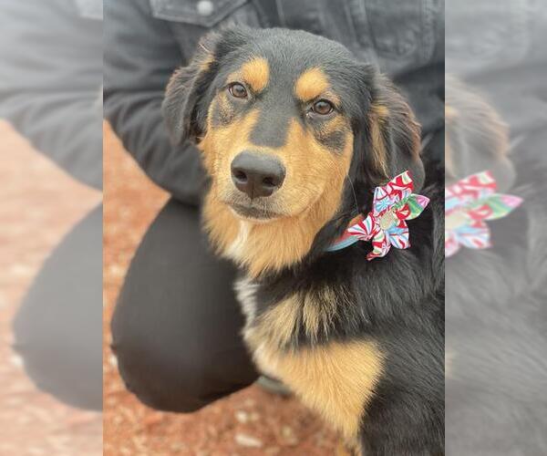 Medium Photo #1 Gordon Setter-Unknown Mix Puppy For Sale in San Antonio, TX, USA