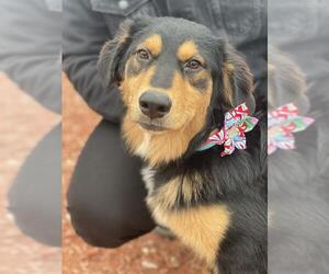Gordon Setter-Unknown Mix Dogs for adoption in San Antonio, TX, USA