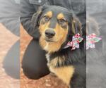 Small Gordon Setter Mix