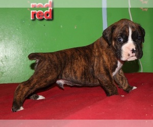 Boxer Puppy for sale in HOPKINS, MI, USA