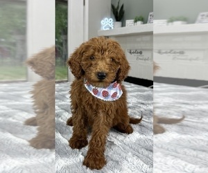 Goldendoodle (Miniature) Puppy for sale in INDIANAPOLIS, IN, USA