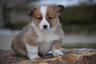 Pembroke Welsh Corgi Puppy for sale in FREDERICKSBURG, OH, USA