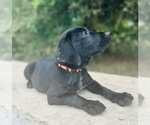 Small #2 Australian Cattle Dog-Labrador Retriever Mix