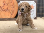 Small Photo #6 Goldendoodle Puppy For Sale in LEXINGTON, SC, USA